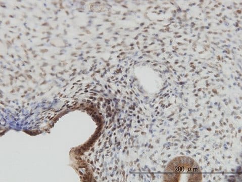 Monoclonal Anti-YAP1 antibody produced in mouse clone 2F12, purified immunoglobulin, buffered aqueous solution