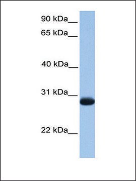 Anti-ZMAT3 antibody produced in rabbit affinity isolated antibody