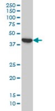 Monoclonal Anti-BCL2L14 antibody produced in mouse clone 1F2, purified immunoglobulin, buffered aqueous solution