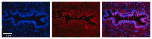 Anti-PRDX3 antibody produced in rabbit affinity isolated antibody