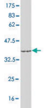 Monoclonal Anti-ACSL1 antibody produced in mouse clone 3G4, purified immunoglobulin, buffered aqueous solution