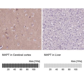 Anti-MAPT antibody produced in rabbit Prestige Antibodies&#174; Powered by Atlas Antibodies, affinity isolated antibody, buffered aqueous glycerol solution