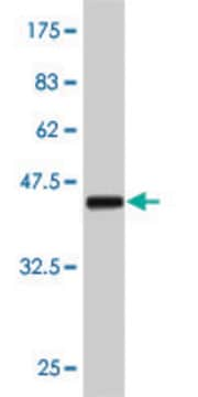 Monoclonal Anti-ERBB2 antibody produced in mouse clone 4B8, purified immunoglobulin, buffered aqueous solution