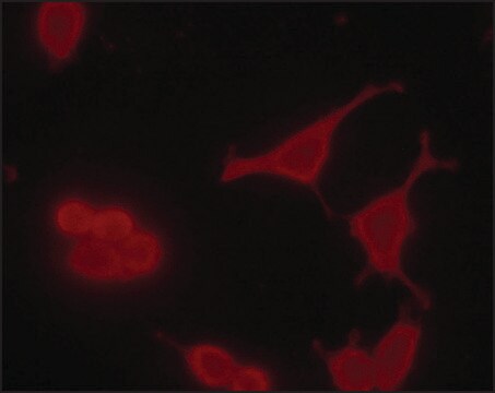 Monoclonal Anti-phospho-MDMX (pTyr55) antibody produced in mouse ~2&#160;mg/mL, clone PH-MDMX-55, purified immunoglobulin, buffered aqueous solution