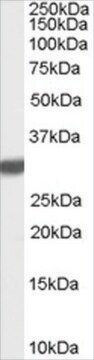 Anti-Latexin antibody produced in goat affinity isolated antibody, buffered aqueous solution