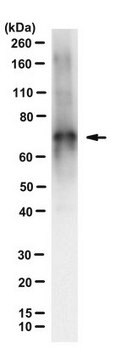 Anti-Tau Antibody, clone 2A1-2E1 clone 2A1-2E1, from mouse