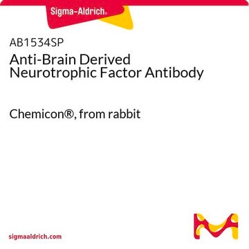 Anti-Brain Derived Neurotrophic Factor Antibody Chemicon&#174;, from rabbit