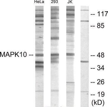Anti-MAPK10 antibody produced in rabbit affinity isolated antibody