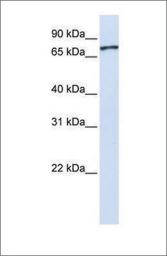 Anti-UNC5A antibody produced in rabbit affinity isolated antibody