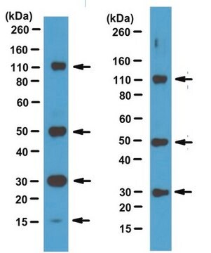 Anti-BLUE Antibody, clone 2D2-F11 Antibody, HRP conjugated clone 2D2-F11, from mouse, peroxidase conjugate