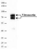 Vitronectin human recombinant, expressed in HEK 293 cells, &#8805;95% (SDS-PAGE), &#8805;95% (HPLC), suitable for cell culture