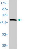 Monoclonal Anti-COL2A1 antibody produced in mouse clone 3H1-F9, purified immunoglobulin, buffered aqueous solution