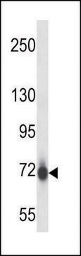 ANTI-MOUSE PAK7 (N-TERM) antibody produced in rabbit IgG fraction of antiserum, buffered aqueous solution