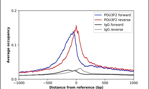 Anti-POU3F2 antibody produced in rabbit Prestige Antibodies&#174; Powered by Atlas Antibodies, affinity isolated antibody