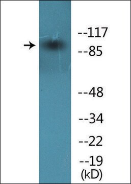 Anti-phospho-VAV1 (pTyr174) antibody produced in rabbit affinity isolated antibody