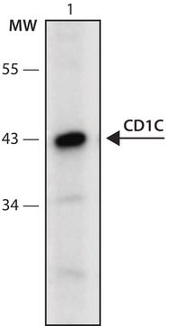 Anti-CD1C (96-110) antibody produced in rabbit IgG fraction of antiserum