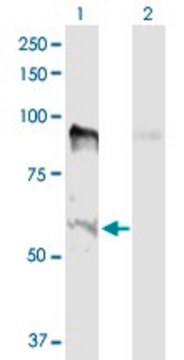 Anti-MSL2 antibody produced in rabbit purified immunoglobulin, buffered aqueous solution