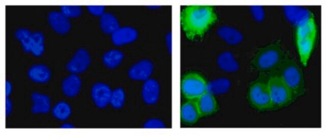 Anti-Histidine Tagged Antibody, clone HIS.H8 clone HIS.H8, Upstate&#174;, from mouse