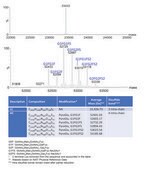 SILu&#8482;Lite SigmaMAb Cetuximab Monoclonal Antibody recombinant, expressed in CHO cells
