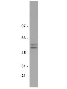 Anti-Smad2/3 Antibody Upstate&#174;, from rabbit