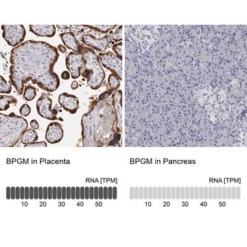 Anti-BPGM antibody produced in rabbit Prestige Antibodies&#174; Powered by Atlas Antibodies, affinity isolated antibody, buffered aqueous glycerol solution