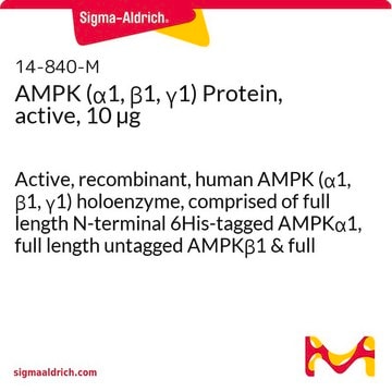 AMPK (&#945;1, &#946;1, &#947;1) Protein, active, 10 &#181;g Active, recombinant, human AMPK (&#945;1, &#946;1, &#947;1) holoenzyme, comprised of full length N-terminal 6His-tagged AMPK&#945;1, full length untagged AMPK&#946;1 &amp; full length untagged AMPK&#947;1. For use in Kinase Assays.