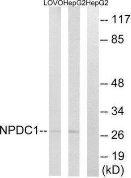 Anti-NPDC1 antibody produced in rabbit affinity isolated antibody