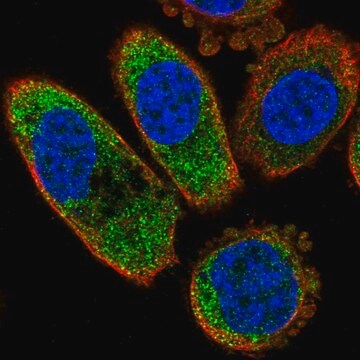 Anti-CSNK1A1 antibody produced in rabbit Prestige Antibodies&#174; Powered by Atlas Antibodies, affinity isolated antibody