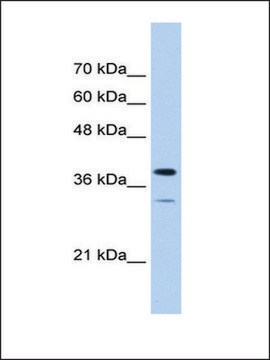 Anti-PGAM2 antibody produced in rabbit affinity isolated antibody