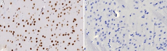 Anti-MEF2A Antibody, clone 3L12 ZooMAb&#174; Rabbit Monoclonal recombinant, expressed in HEK 293 cells