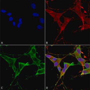 Monoclonal Anti-Lrrk2/Dardarin - Biotin antibody produced in mouse clone S138-6, purified immunoglobulin