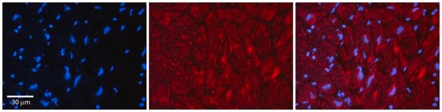 Anti-ZFP36L1 antibody produced in rabbit affinity isolated antibody