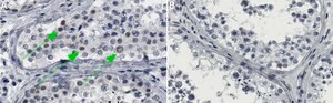 Anti-DNMT3B Antibody, clone 2N12 ZooMAb&#174; Rabbit Monoclonal recombinant, expressed in HEK 293 cells
