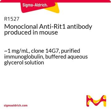 Monoclonal Anti-Rit1 antibody produced in mouse ~1&#160;mg/mL, clone 14G7, purified immunoglobulin, buffered aqueous glycerol solution