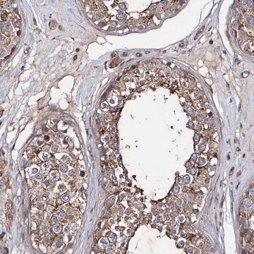 Anti-PTDSS2 antibody produced in rabbit Prestige Antibodies&#174; Powered by Atlas Antibodies, affinity isolated antibody, buffered aqueous glycerol solution