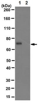 Anti-Protein-arginine deiminase 4 Antibody, clone 10F1 clone 10F1, from mouse