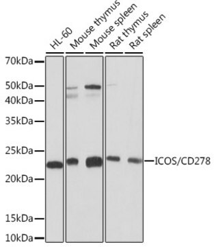 Anti-ICOS/CD278 Antibody, clone 7H1F7, Rabbit Monoclonal