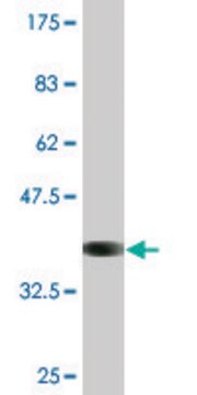 Monoclonal Anti-ATP1B2 antibody produced in mouse clone 4E3, purified immunoglobulin, buffered aqueous solution