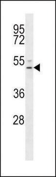 ANTI-EDG6(N-TERMINAL) antibody produced in rabbit affinity isolated antibody, buffered aqueous solution