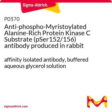 Anti-phospho-Myristoylated Alanine-Rich Protein Kinase C Substrate (pSer152/156) antibody produced in rabbit affinity isolated antibody, buffered aqueous glycerol solution