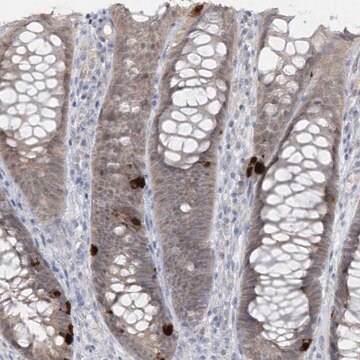 Anti-PCBD1 antibody produced in rabbit Prestige Antibodies&#174; Powered by Atlas Antibodies, affinity isolated antibody, buffered aqueous glycerol solution