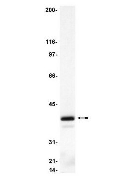 Anti-Gi&#945;3 Antibody serum, Upstate&#174;