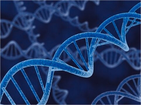 pACYCDuet-1 DNA - Novagen pACYCDuet-1 is designed for the coexpression of two target genes. The vector encodes two multiple cloning sites (MCS) each of which is receded by a T7 promoter, lac operator and ribosome binding site.