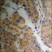 Anti-phospho-Pin1 (pSer16) antibody produced in rabbit affinity isolated antibody