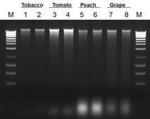 Plant/Fungi DNA Isolation Kit sufficient for 50&#160;purifications