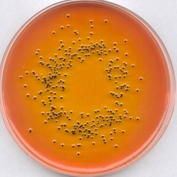 Rappaport-Vassiliadis Salmonella Enrichment Broth (acc. harm. EP/USP/JP) GranuCult&#174; prime, suitable for microbiology, for Salmonella spp.