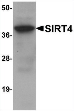 Anti-SIRT4 antibody produced in chicken affinity isolated antibody, buffered aqueous solution