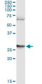 Monoclonal Anti-LFNG antibody produced in mouse clone 4F8, purified immunoglobulin, buffered aqueous solution