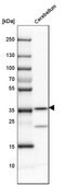 Anti-CA8 antibody produced in rabbit Prestige Antibodies&#174; Powered by Atlas Antibodies, affinity isolated antibody, buffered aqueous glycerol solution