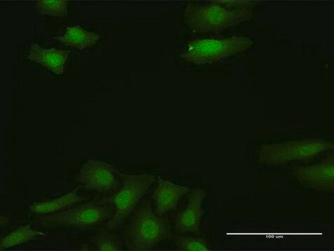 Anti-FGF13 antibody produced in rabbit purified immunoglobulin, buffered aqueous solution